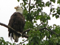 Bald Eagle at the Campground
